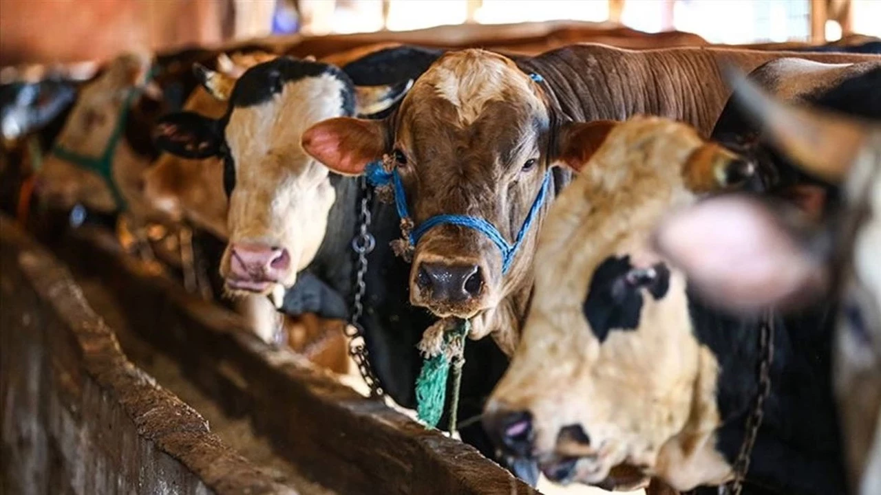 Kurbanlık Fiyatları Belli Oldu: 2026’da Küçükbaş ve Büyükbaş Ne Kadar?