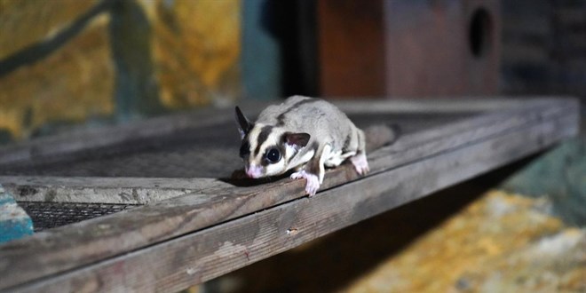 Kaçak bakılan 33 ‘uçan sincap’ kurtarıldı: rehabilitasyon süreci başladı