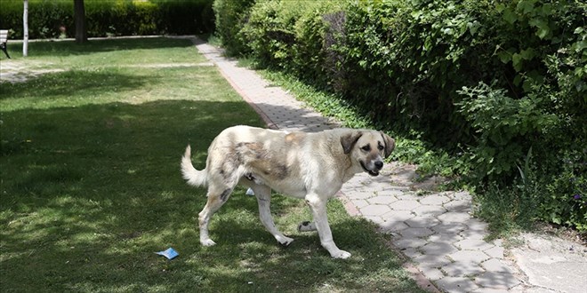 İstanbul Valiliği’nden Belediyelere Talimat: Sokak Köpekleri İçin Son Tarih