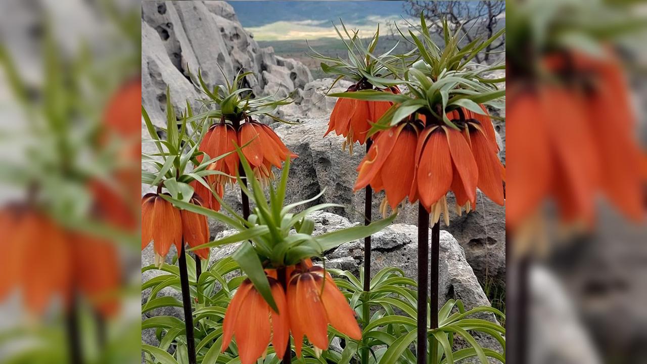 Sakın Bu Bitkiyi Koparmayın 700 Bin TL Cezası Var!