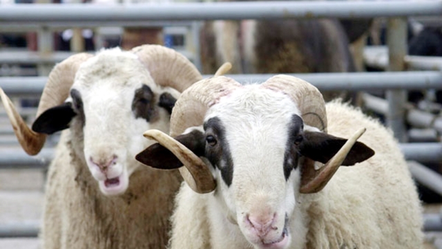 Devlet Bakacak Yeri Olana 100 Koyun ve Aylık 15 Bin TL Destek Veriyor!