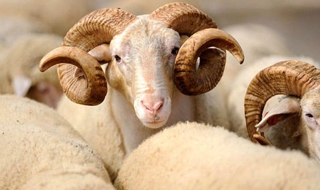 Diyanet 2026 Kurban Kesim Bedellerini Açıklandı!