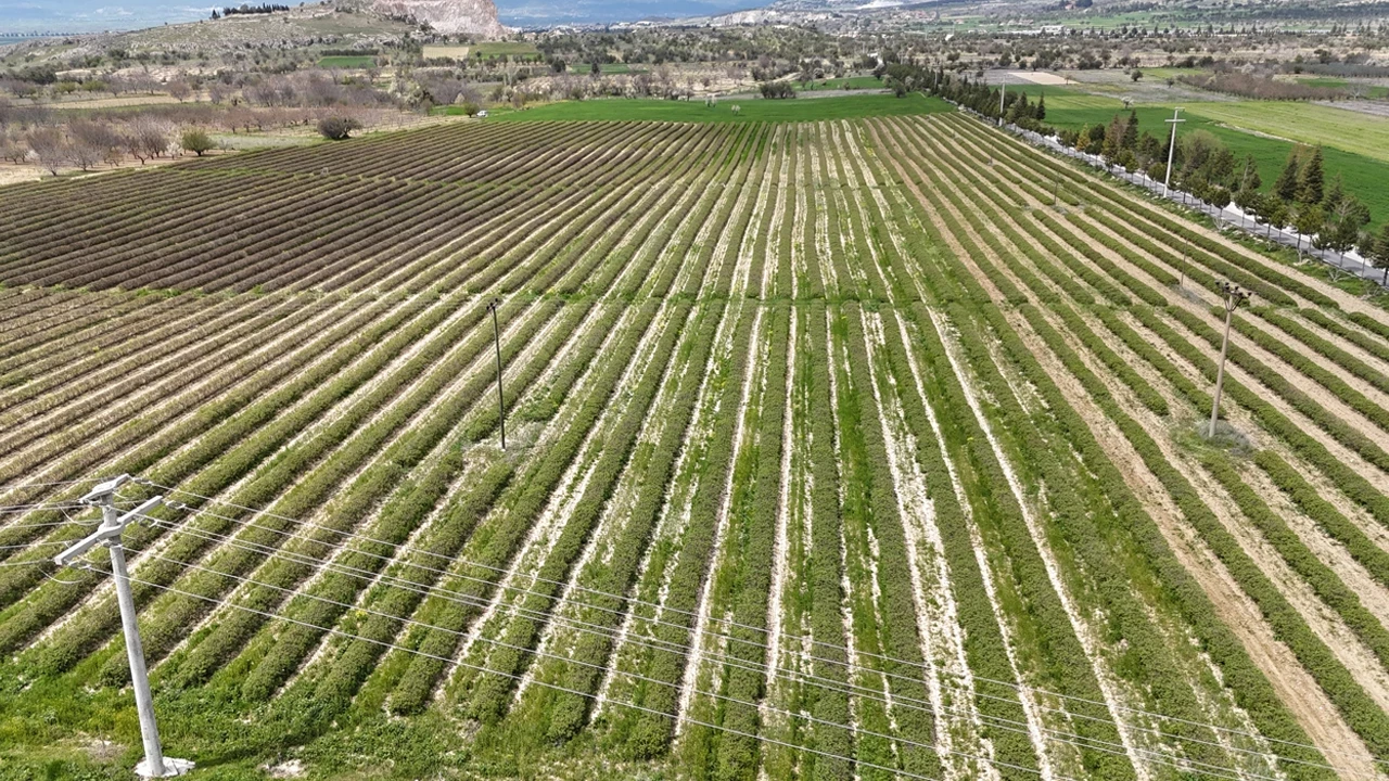 Isparta’da Gül Hasadı Öncesi Beklenti Arttı: Rekolte 13 Bin Ton Olabilir