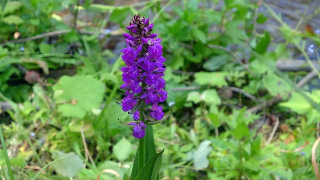 Aman Dikkat! Bu Bitkiyi Koparmanın Cezası 699 Bin Lira