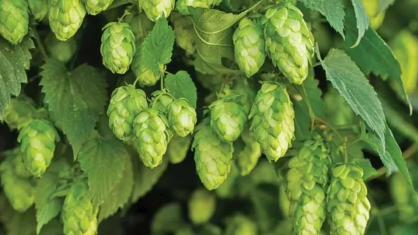 Türkiye’de Değersiz Görülüyor, Avrupa’da Servet: Kilosu 53 Bin TL’ye Satılıyor