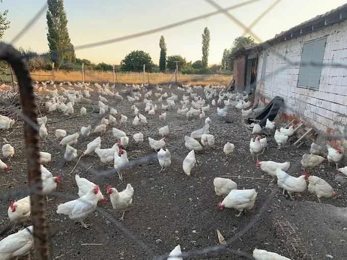 38 Yıllık Türk Tarım Devi İflas Etti: Dev Yumurta Tesisi İçin Tasfiye Süreci Başladı