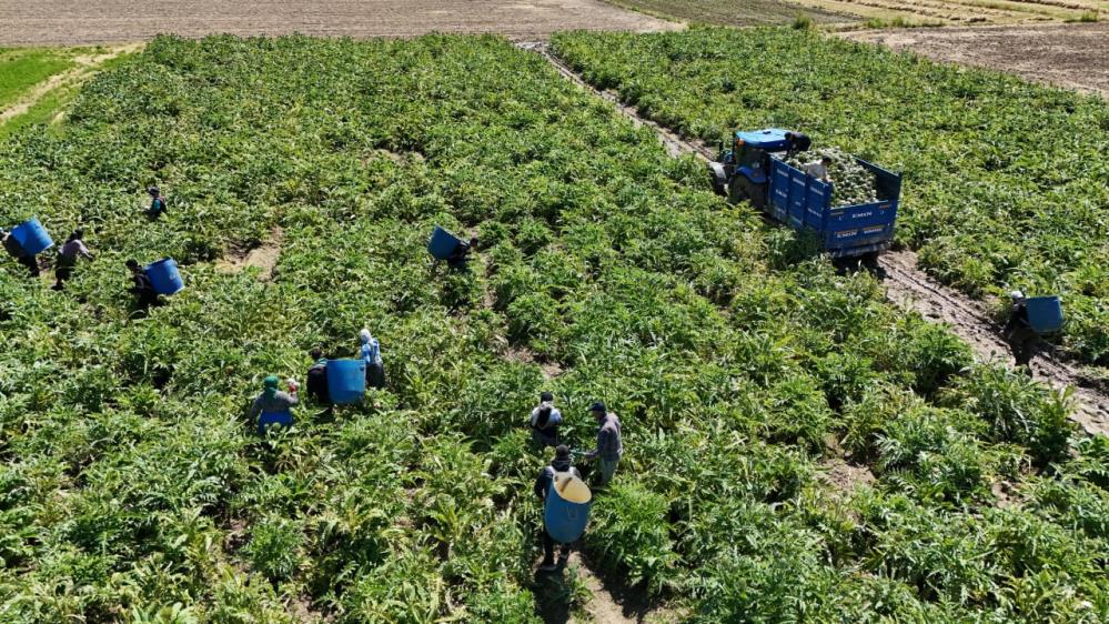 Asgari Ücretin 4 Katı Kazandırıyor: Hasatı Başladı, İstanbul’dan Bile Çalışmaya Gelen Var