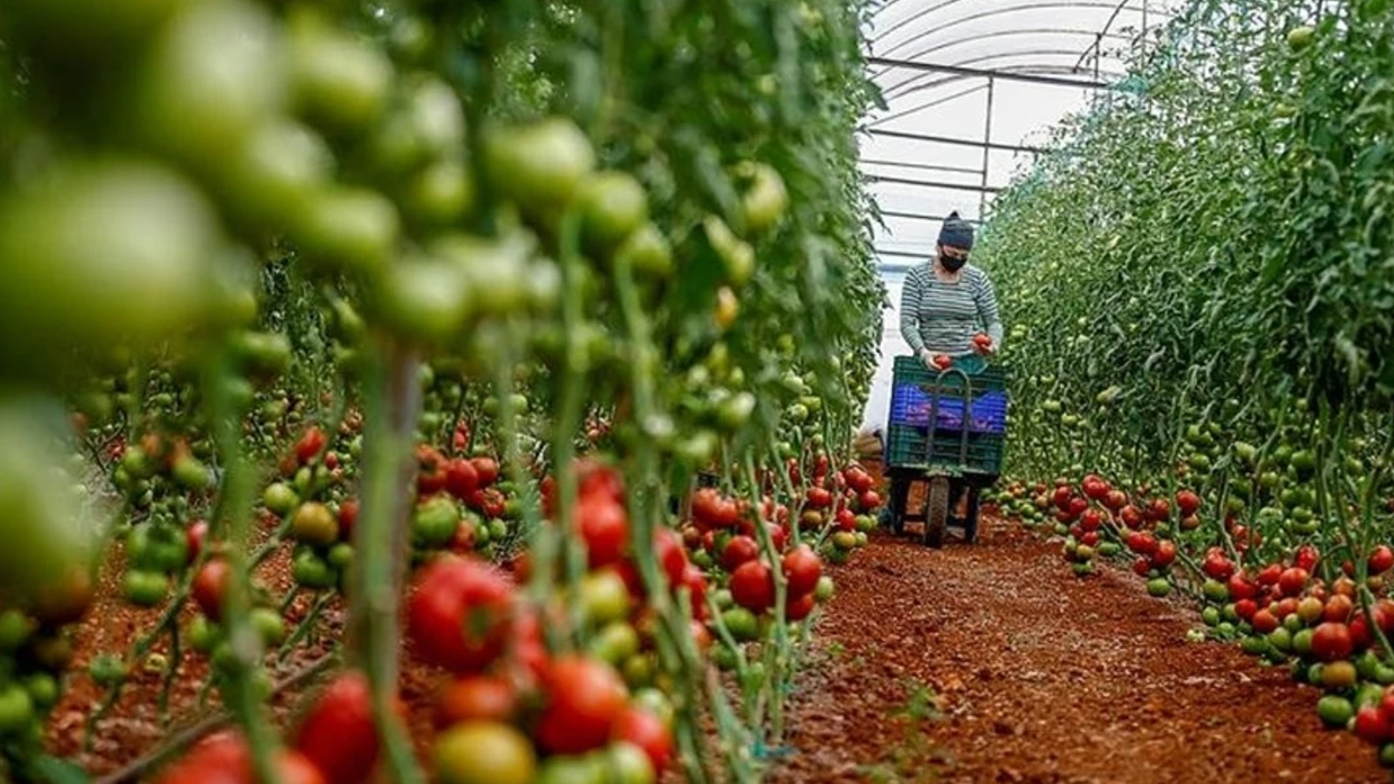 Antalya Tarımda Zirvede: Sebze Üretiminde Türkiye Birincisi