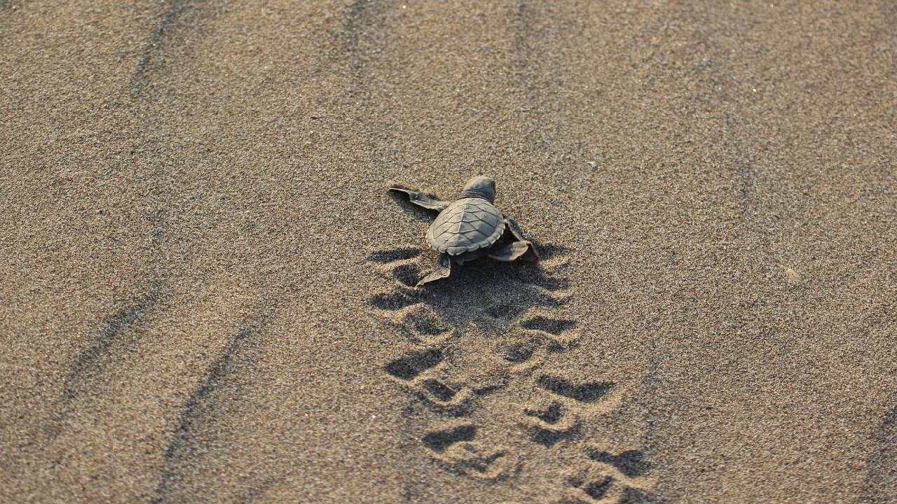 Caretta Caretta Yuvalarını Korumak İçin 21 Kumsalda Gece Yasağı Başladı
