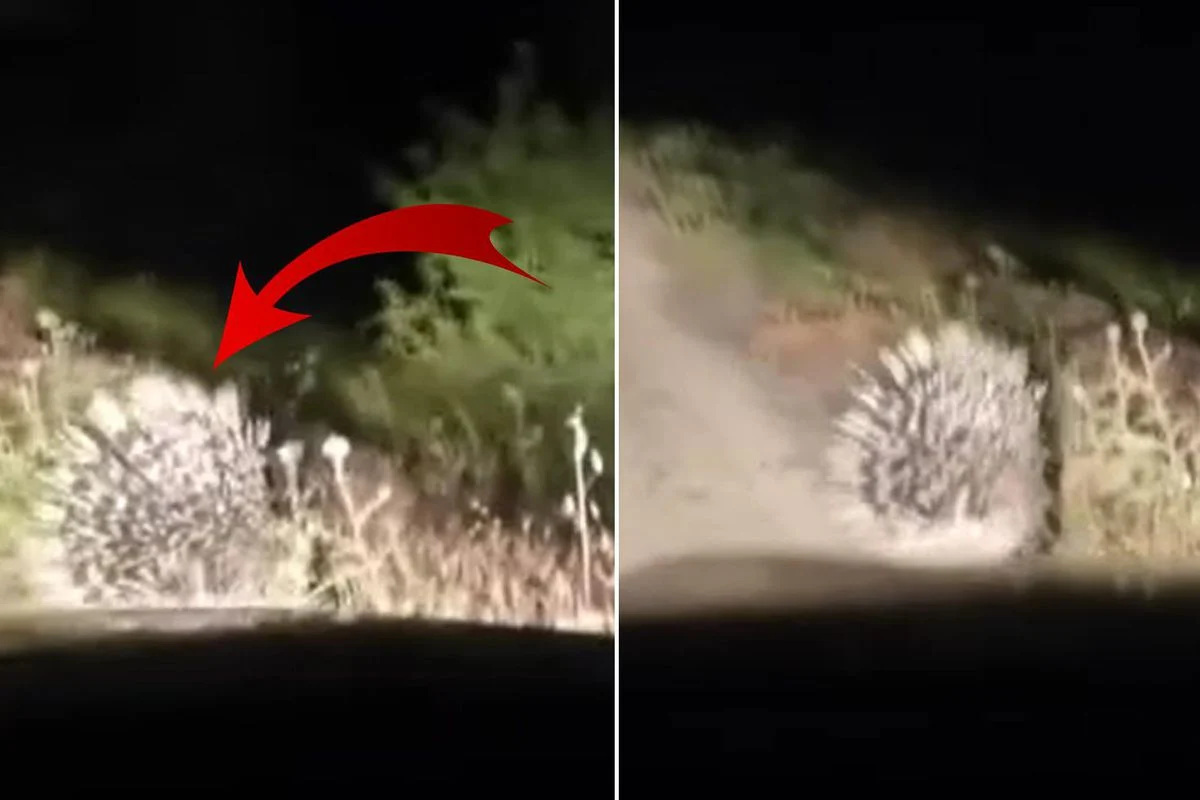 Koruma Altındaki Oklu Kirpi Elazığ'da Görüntülendi