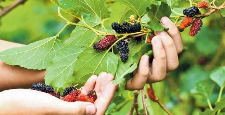 Eskiden Her Bahçede Vardı, Şimdi Nadir Bulunuyor: Resmen Şifa Kaynağı