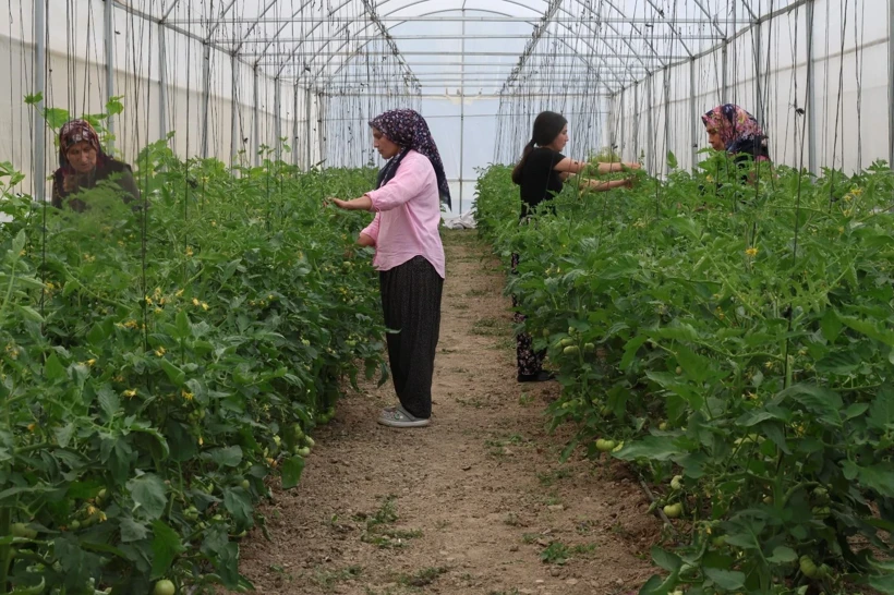 Adana Feke’de Kadınların Başarısı: Aylık Net 600 Bin TL Kazanıyorlar