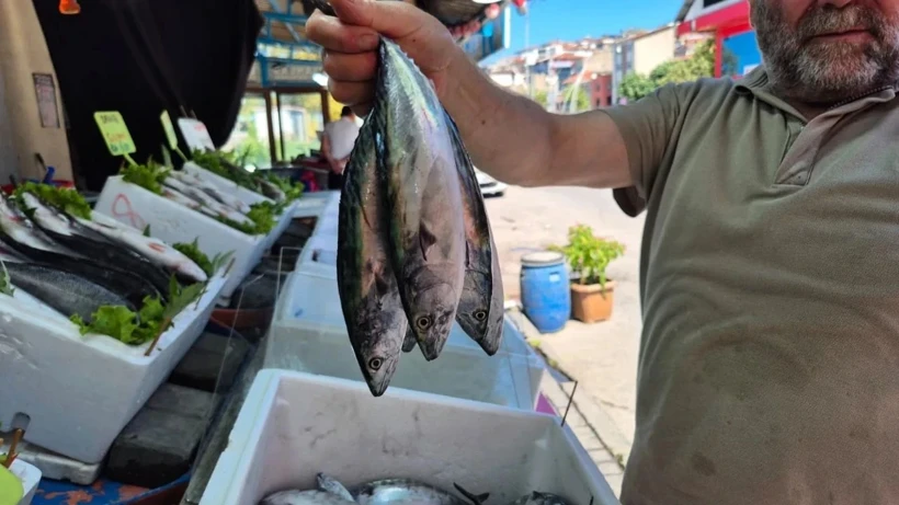 Sezonun İlk Palamutları Tezgahlarda: Fiyatı 200 Liraya Kadar Çıktı