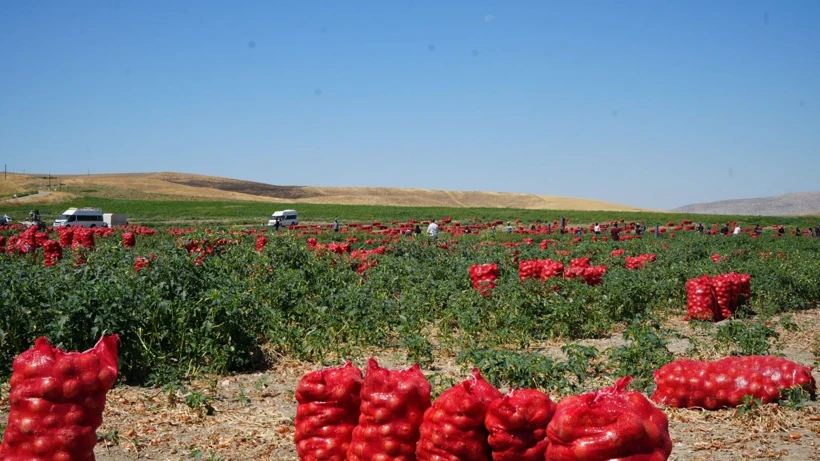 Polatlı’da Soğan Hasadı Başladı: Günlük 10 Bin TL Kazanıyorlar