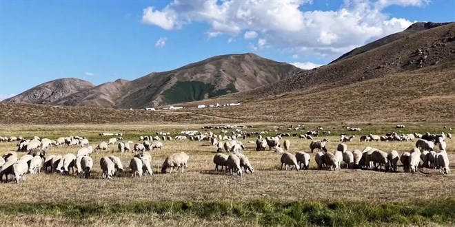 150 Bin Lira Maaşa Rağmen Çoban Bulamıyorlar