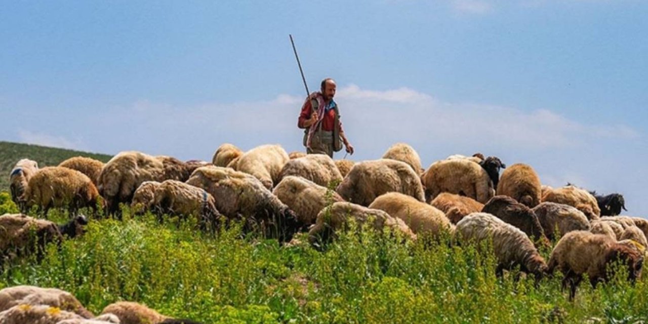 100 bin çoban alımı yapılacak