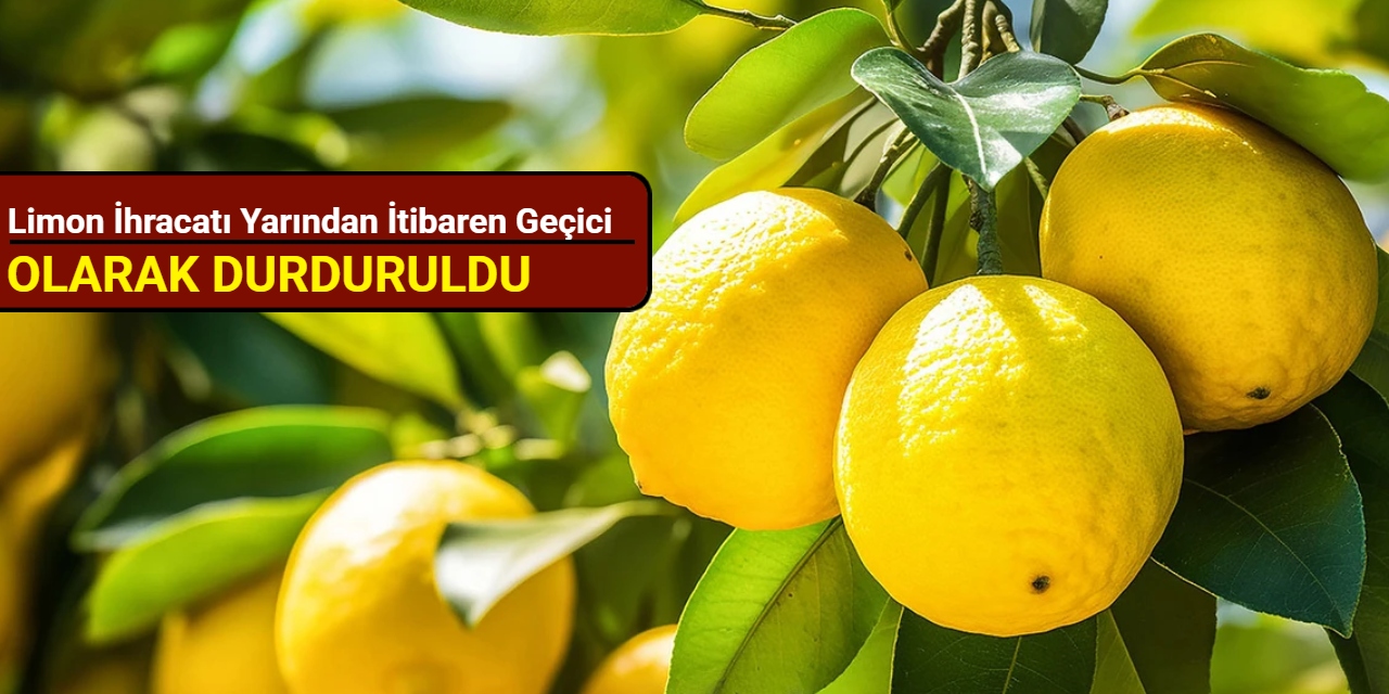 Bakanlık duyurdu: Limon ihracatı yarından itibaren geçici olarak durdurulacak