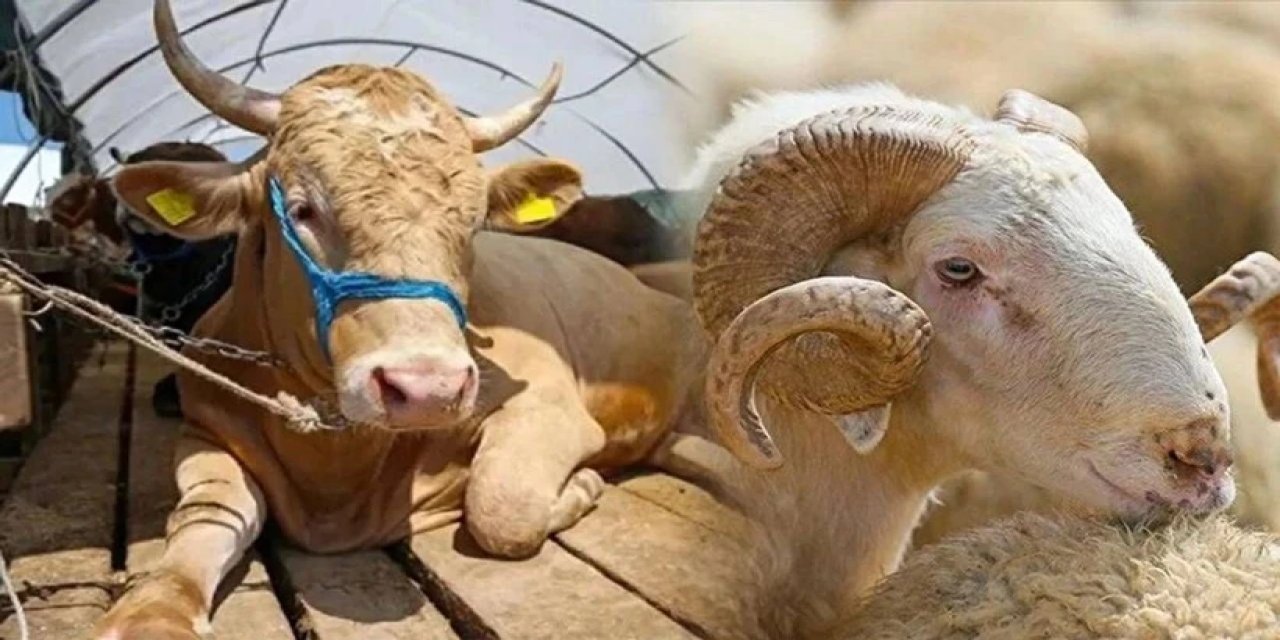2025 küçükbaş ve büyükbaş kurbanlık fiyatları ne kadar?