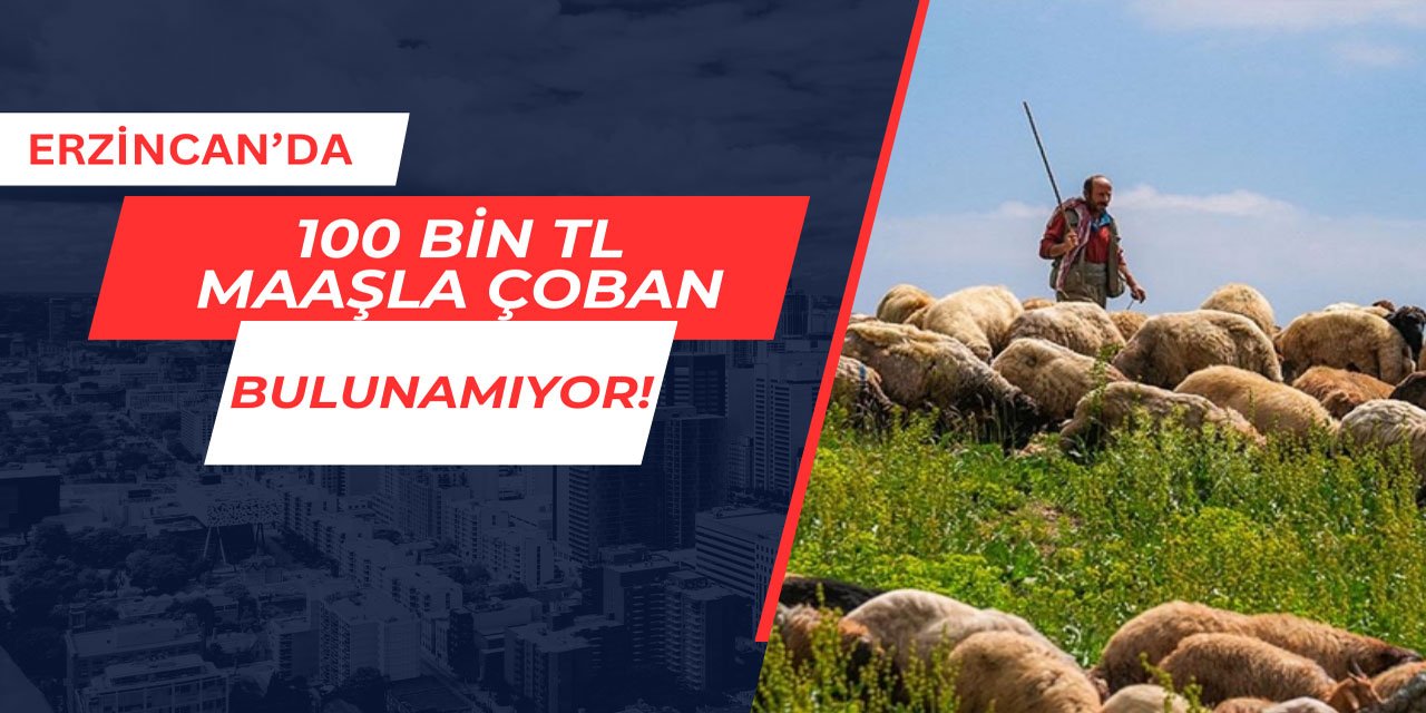 100 bin TL maaşla çoban bulunamıyor