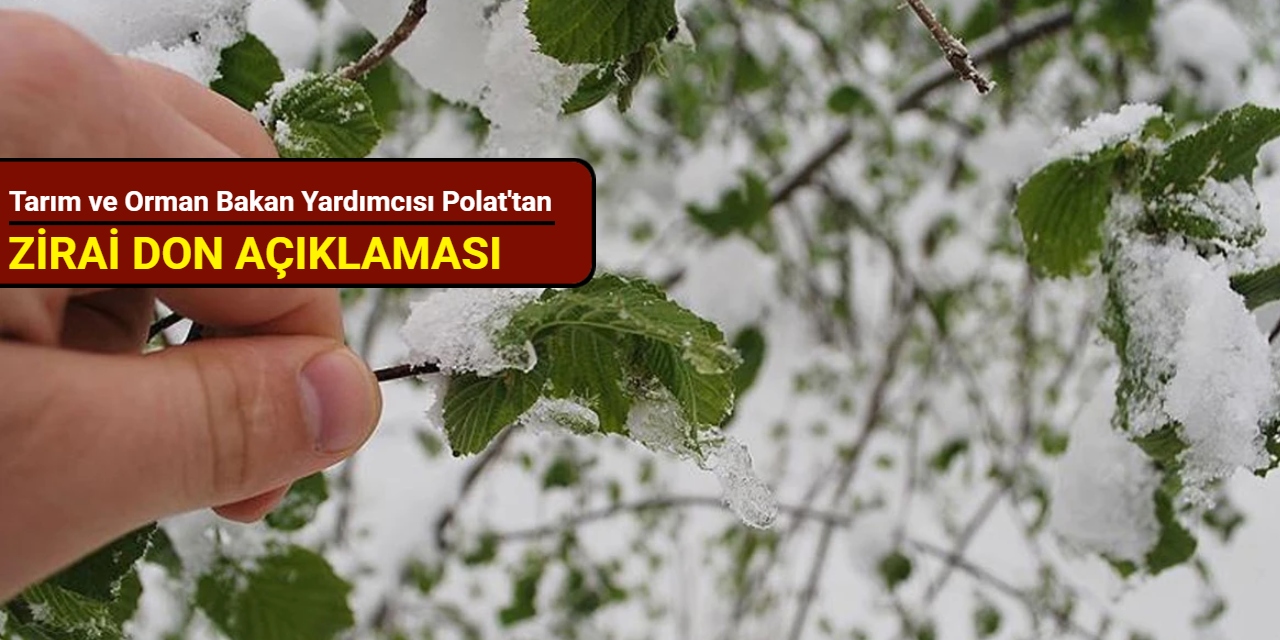 Tarım ve Orman Bakan Yardımcısı Polat'tan zirai don açıklaması