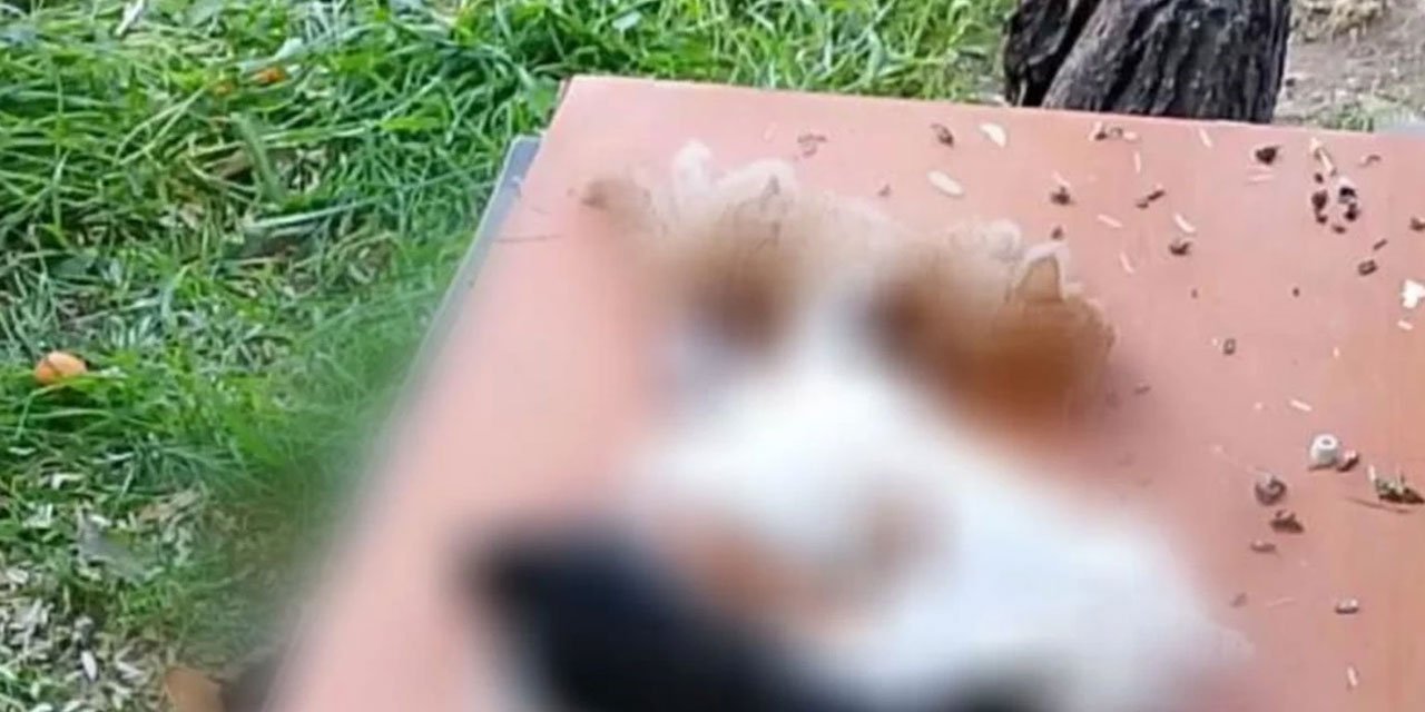 Bursa'da yavru kediler kesici aletle öldürülmüş halde ölü bulundu