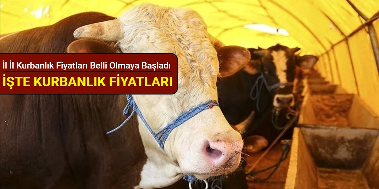 İl il kurbanlık fiyatları belli olmaya başladı: İşte küçükbaş ve büyükbaş kurbanlık fiyatları