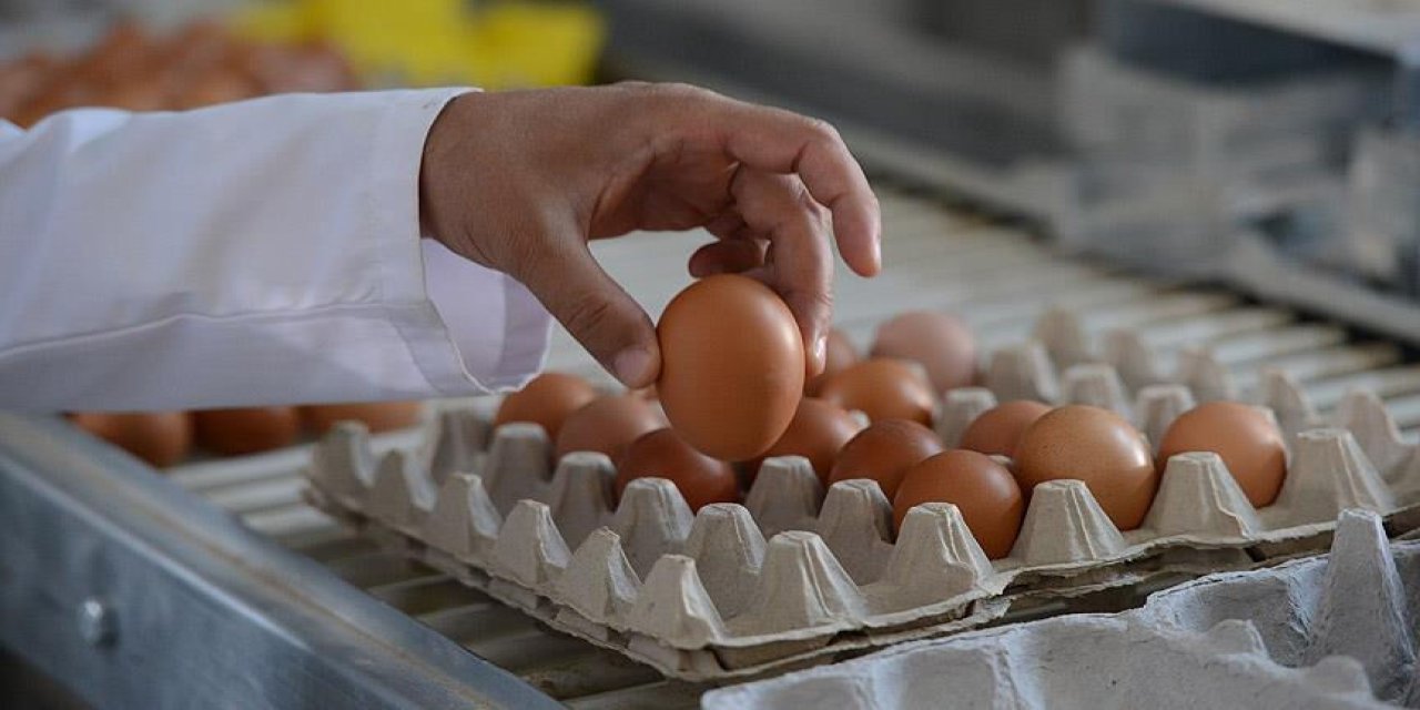 Yumurta kabuğunu çöpe atanlar dikkat: Yumurtanın kabuğu da para ediyor