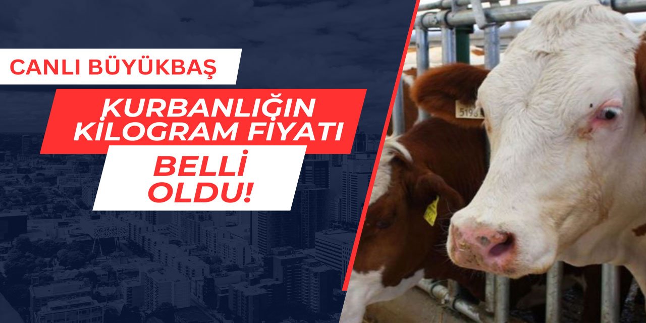 Canlı büyükbaş kurbanlık kilogram fiyatı belli oldu