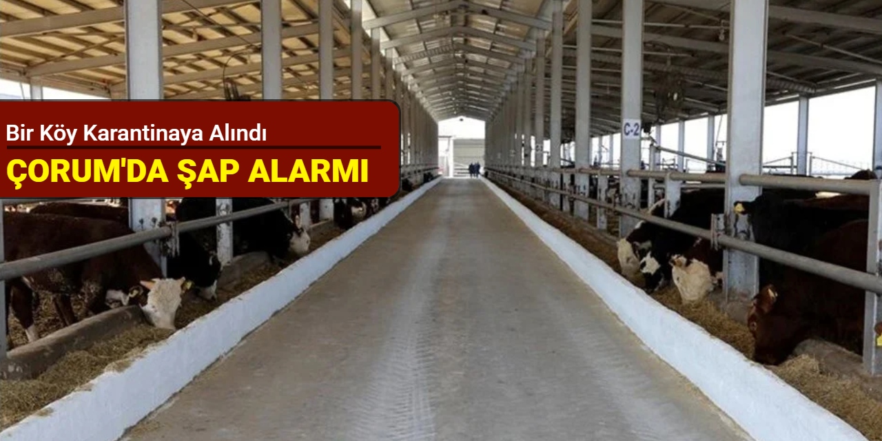 Çorum'da şap alarmı: Bir köy karantinaya alındı