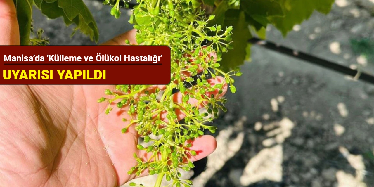Manisa’da 'Külleme ve Ölükol Hastalığı’ uyarısı